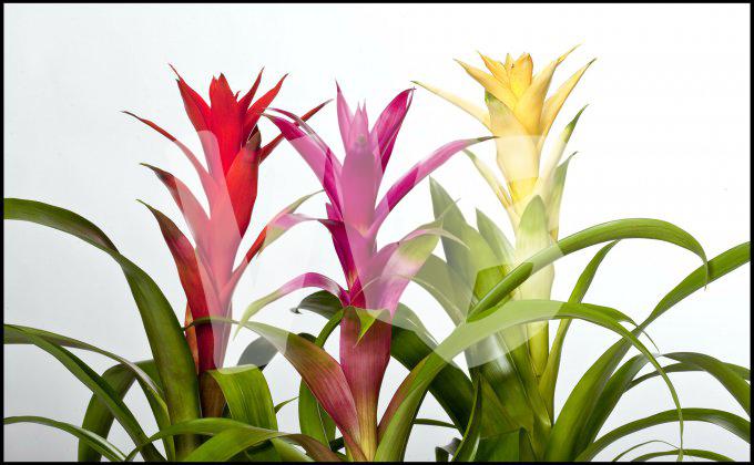 bloemen en planten vvbvanbree     1143